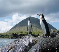 Isabela Island Penguins